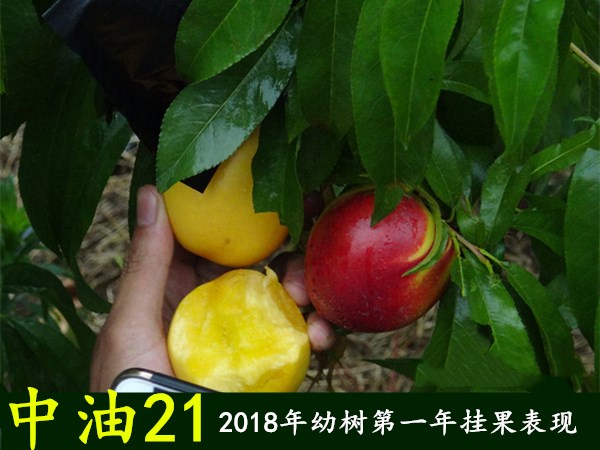 中油21桃树苗介绍