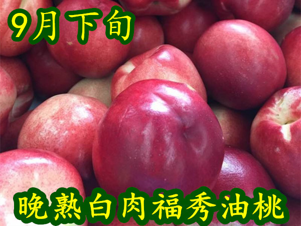 福秀油桃品种介绍